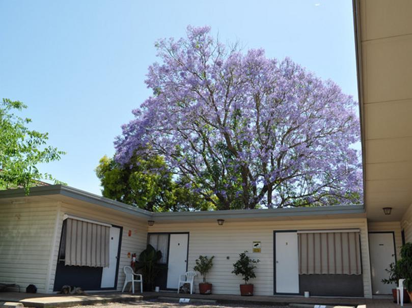 Red Cedar Motel Muswellbrook Eksteriør bilde